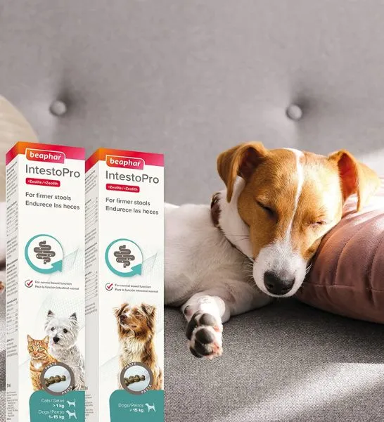 Beaphar Intestopro Anti Diarrhea Paste Syringe for Small Dogs & Cats 20ml