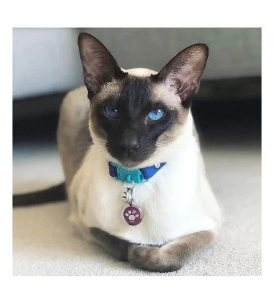 Kittyrama Monte Carlo Cat Collar 19.5cm - 26.5cm