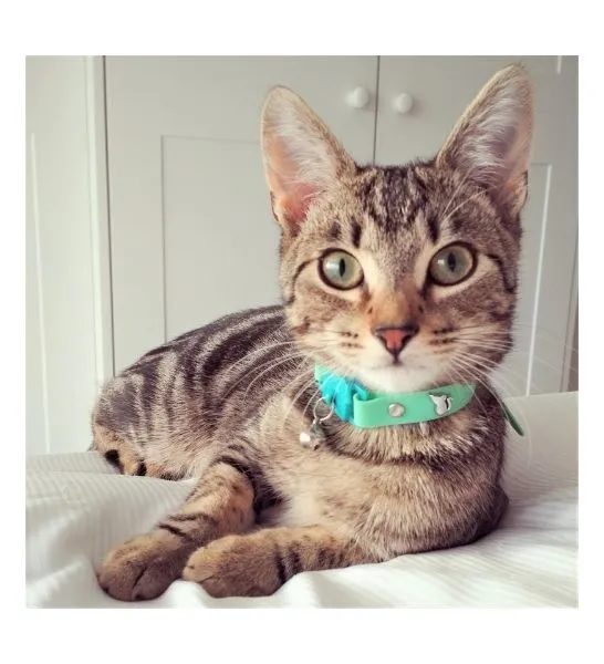 Kittyrama Meadow Cat Collar 19.5cm - 26.5cm