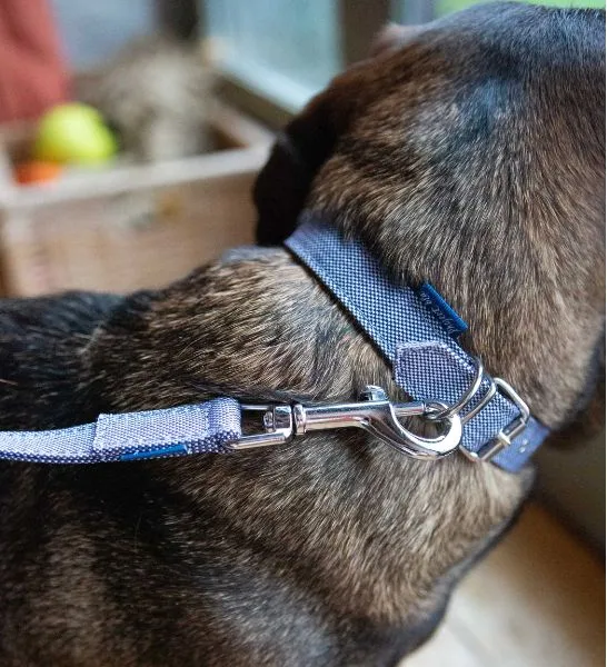 Project Blu Bengal Regular Dog Leash 2x110cm