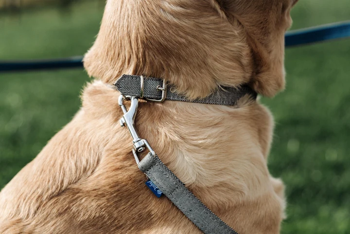 Project Blu Adriatic Recycled Collar For Dogs - Eco-friendly