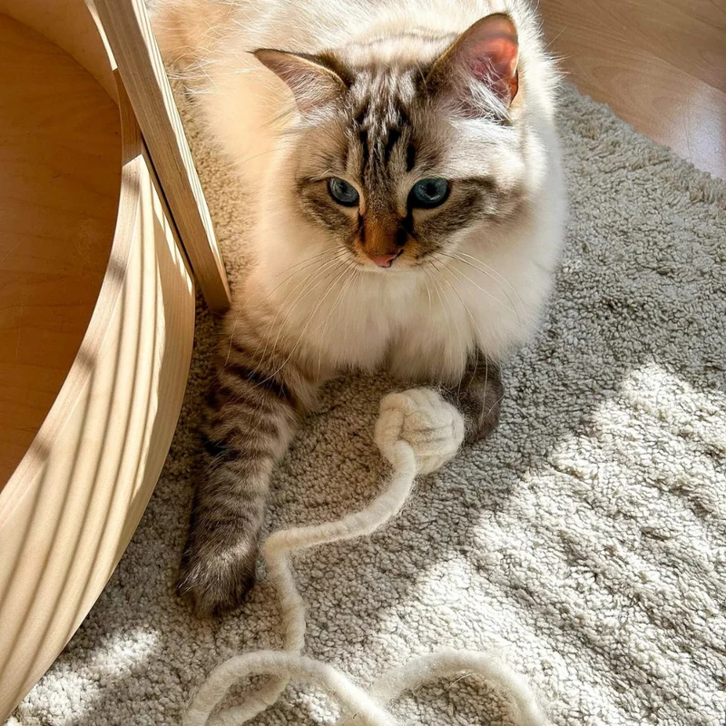 Katzenspielzeug Affenfaust