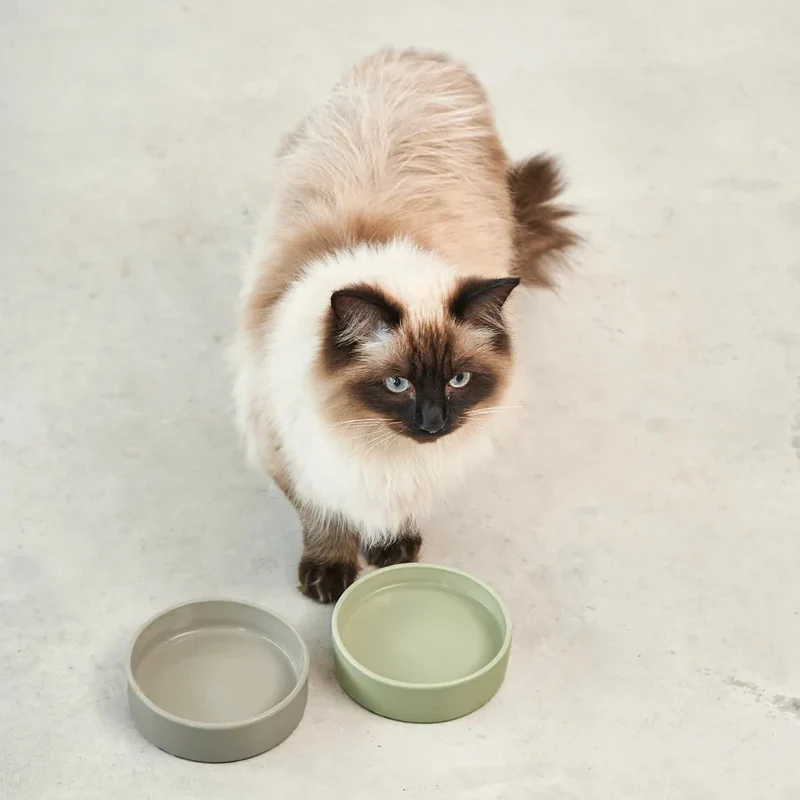 Katzennapf SCODELLA Grolive