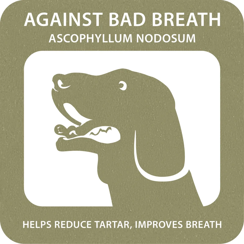 100% SNACK BEFÜLLBAR - TOOTHBRUSH ASCOPHILLUM
