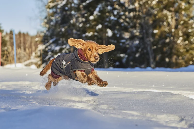 Hurtta Hundejacke Walk All-Season Jacket