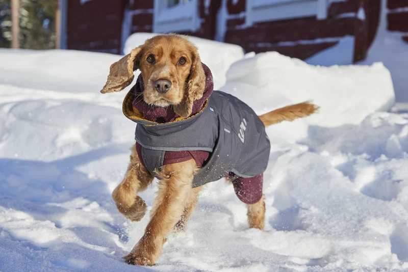 Hurtta Hundejacke Walk All-Season Jacket