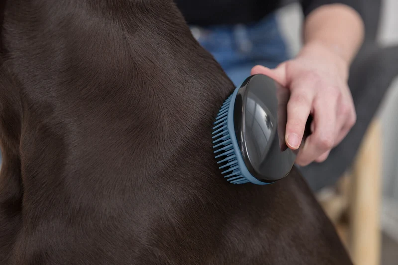 Trixie Soft Plastic Bristle Brush for Dogs & Cats Blue 19cm