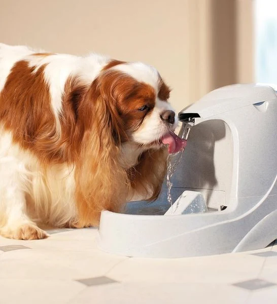 Drinkwell Platinum Water Fountain for Cat & Dogs 5L
