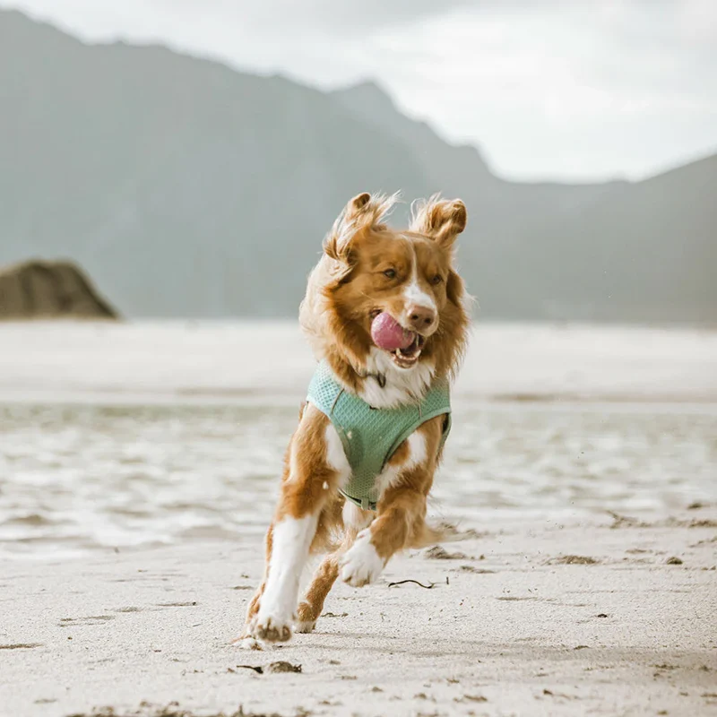 Hurtta Cooling Wrap Kühlweste für Hunde