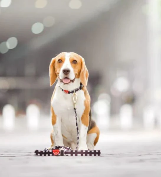 Howl & Growl Lucky Lotto Dog Lead
