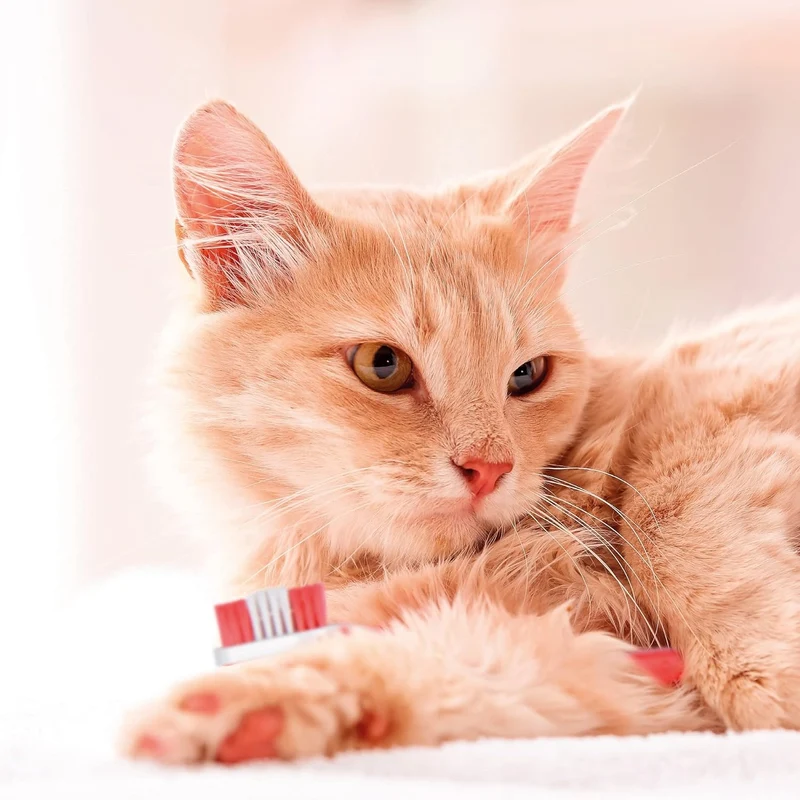 Beaphar Toothpaste for Dogs & Cats 100g