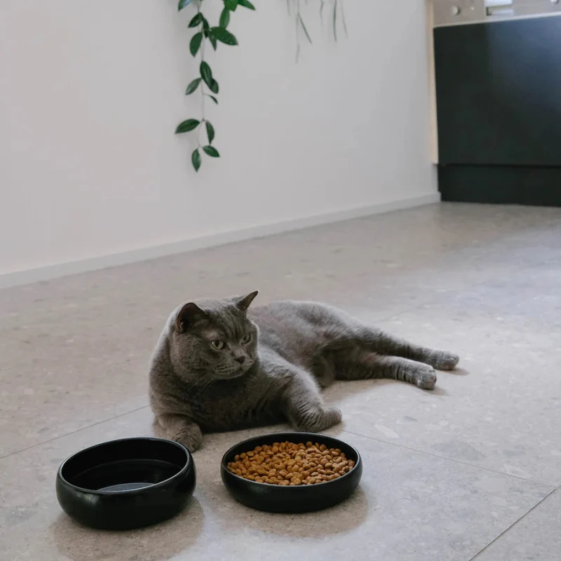 Katzennapf GOURMET Schwarz (Futter)