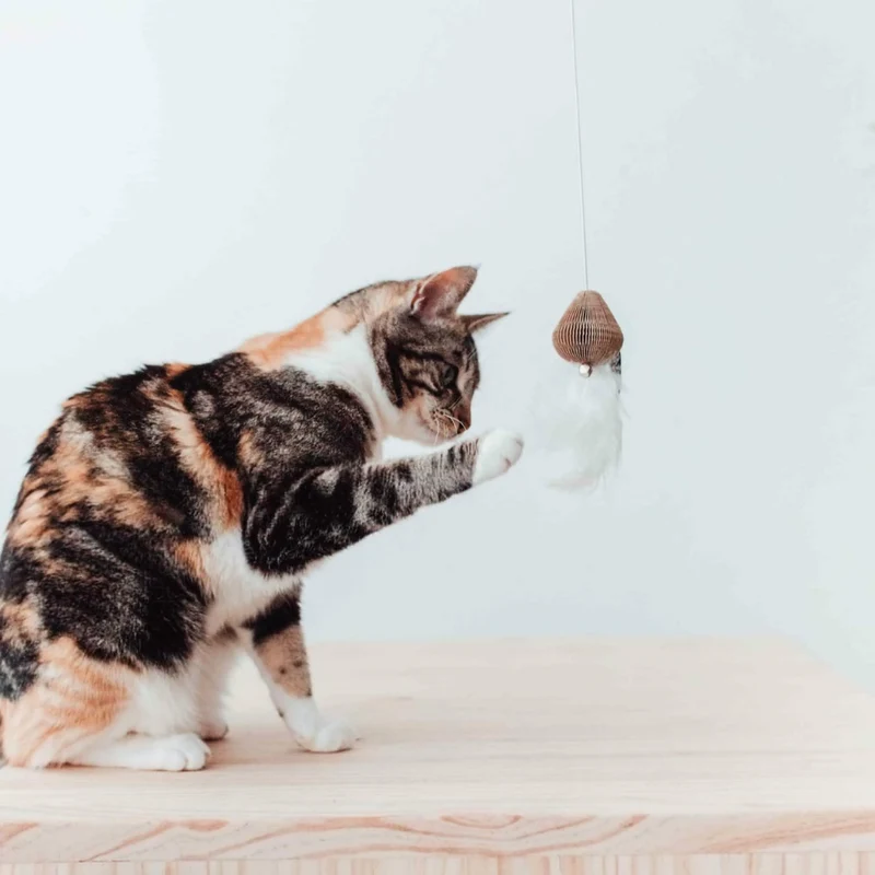 Katzenangel SMASH mit Federn & Glöckchen Schwarz