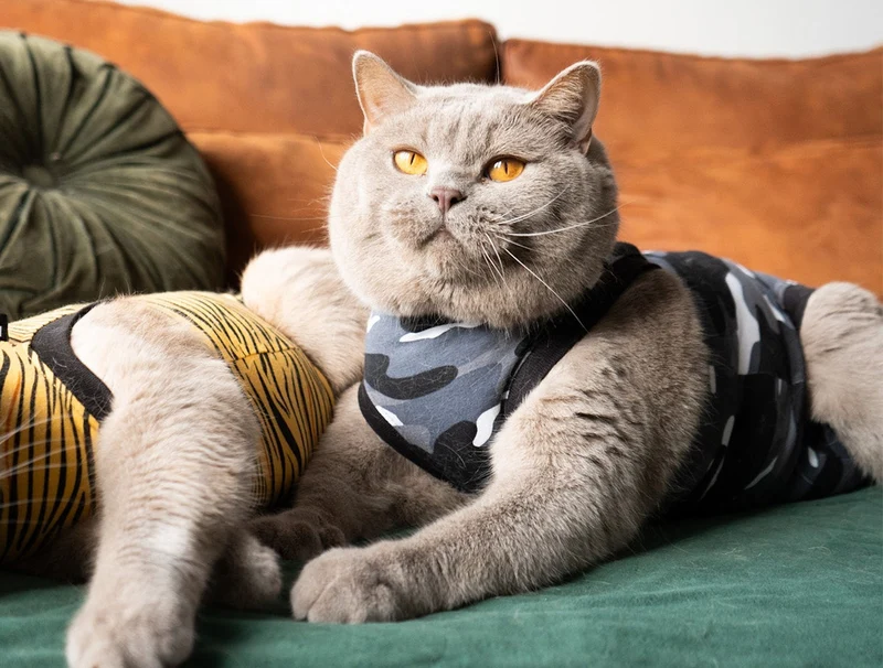 Suitical Recovery Suit Katze – medizinischer Body als Alternative zum Halskragen 🐾