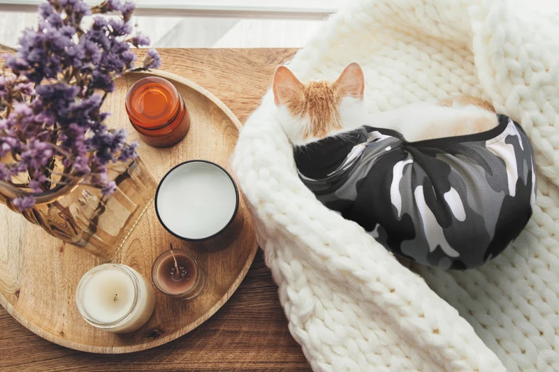 Suitical Recovery Suit Katze – medizinischer Body als Alternative zum Halskragen 🐾