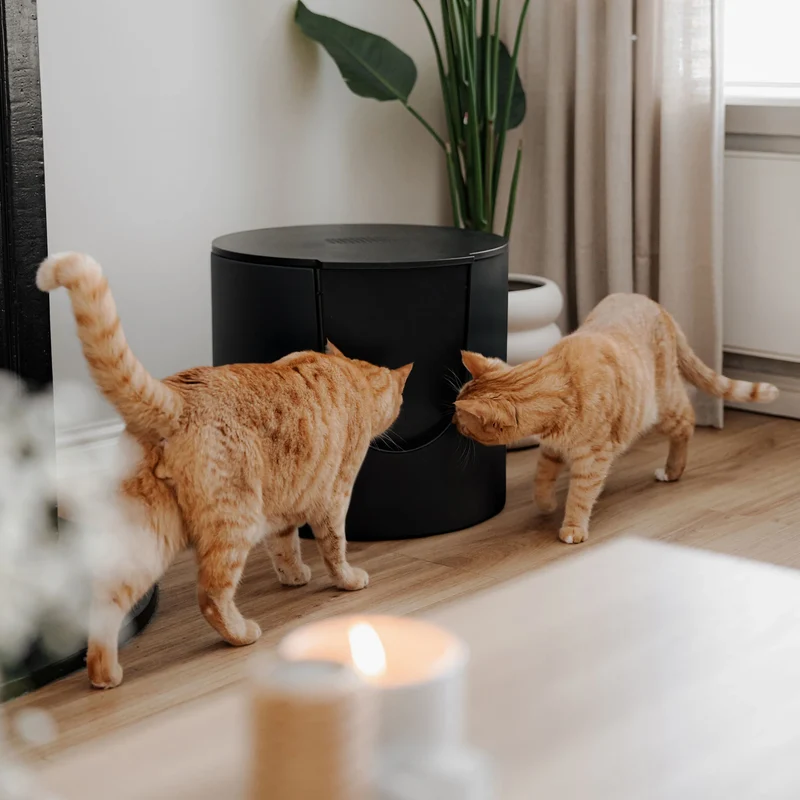 FUSE Design Katzentoilette