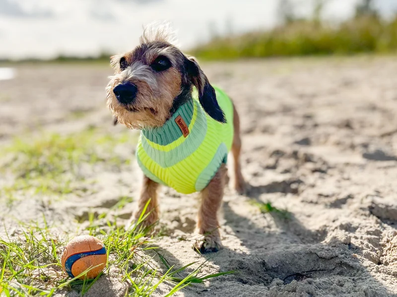 THE GLOW JUMPER von LUMIIES® 1.0 - HOCHELASTISCHER NEON HUNDEPULLOVER