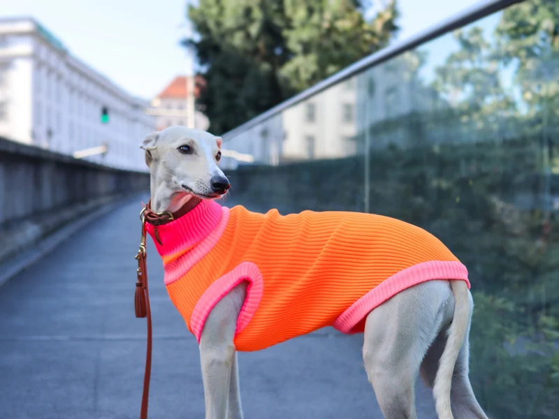 THE GLOW JUMPER von LUMIIES® 1.0 - HOCHELASTISCHER NEON HUNDEPULLOVER