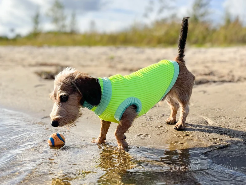 THE GLOW JUMPER von LUMIIES® 1.0 - HOCHELASTISCHER NEON HUNDEPULLOVER