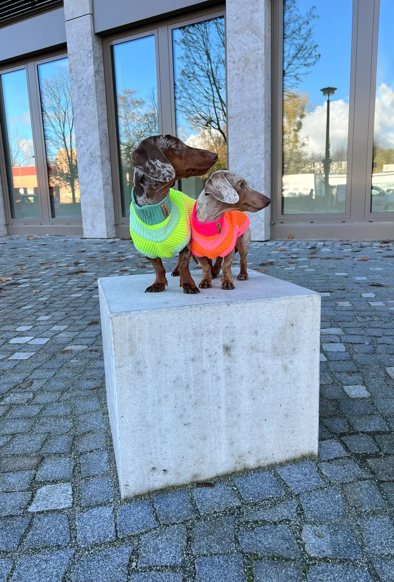 THE GLOW JUMPER von LUMIIES® 1.0 - HOCHELASTISCHER NEON HUNDEPULLOVER