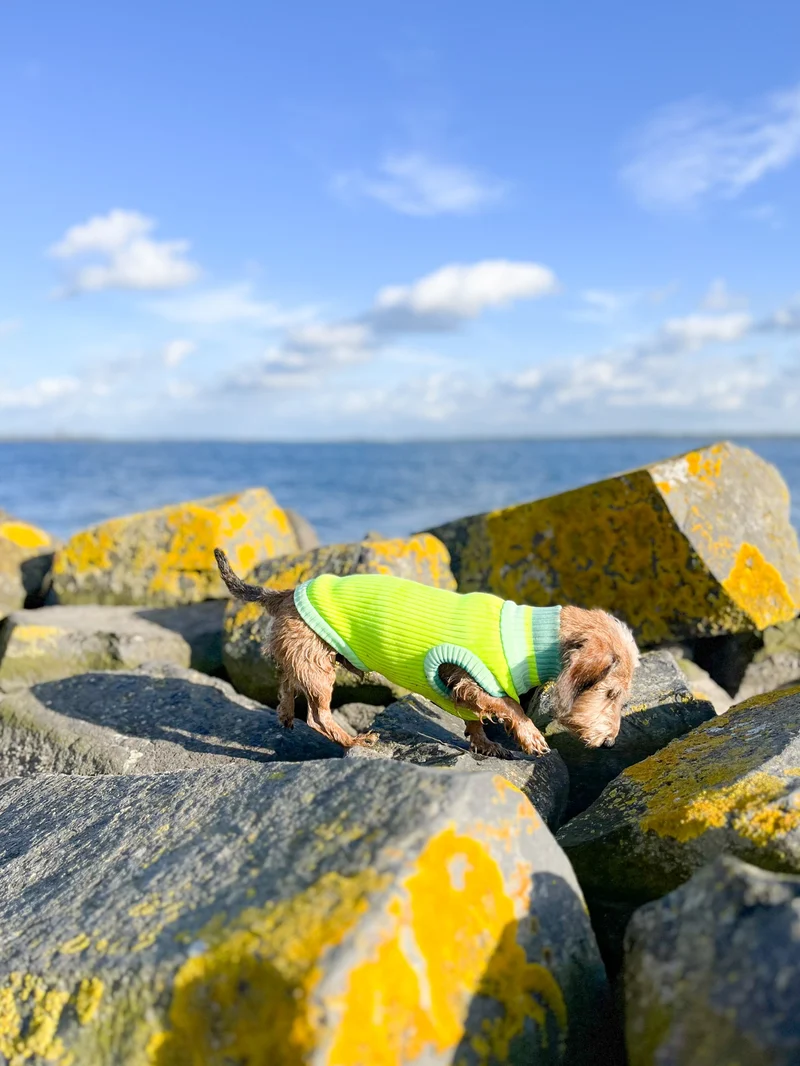THE GLOW JUMPER von LUMIIES® 1.0 - HOCHELASTISCHER NEON HUNDEPULLOVER