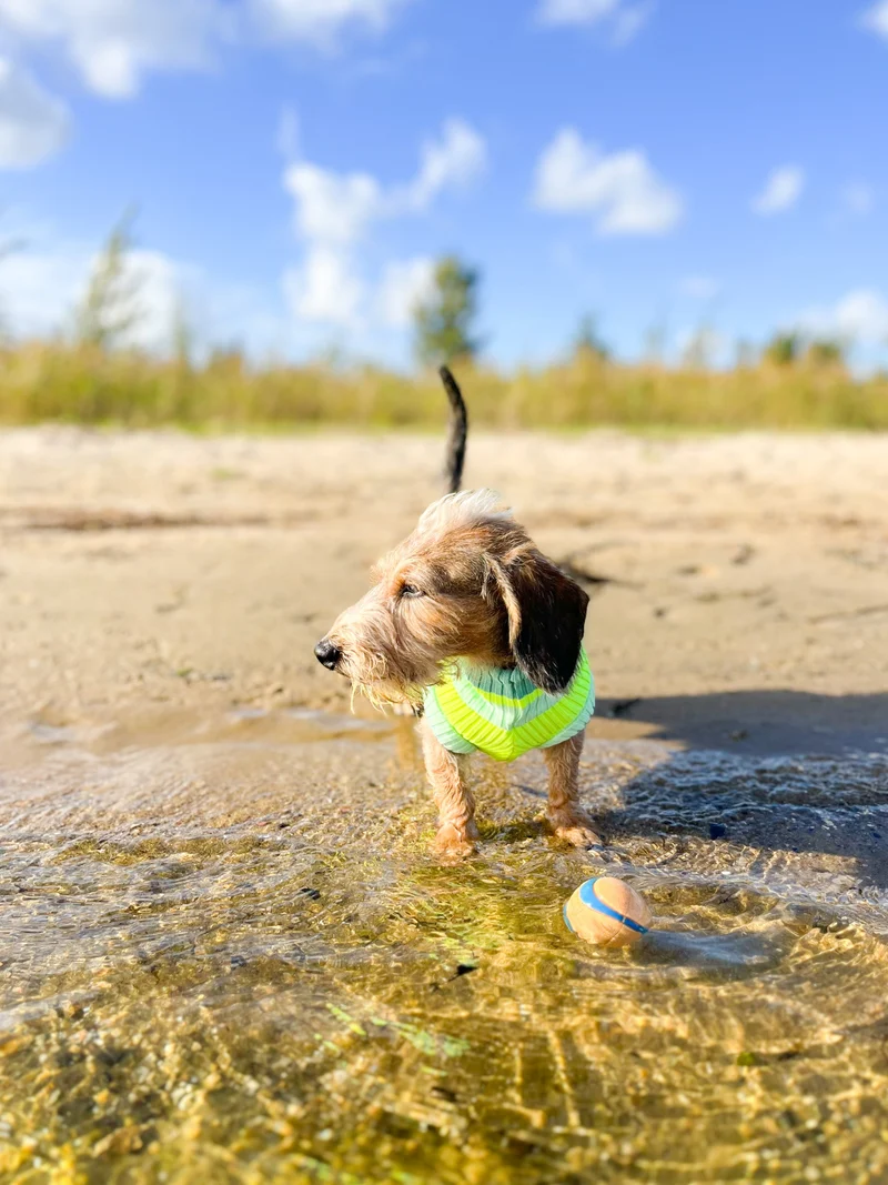THE GLOW JUMPER von LUMIIES® 1.0 - HOCHELASTISCHER NEON HUNDEPULLOVER