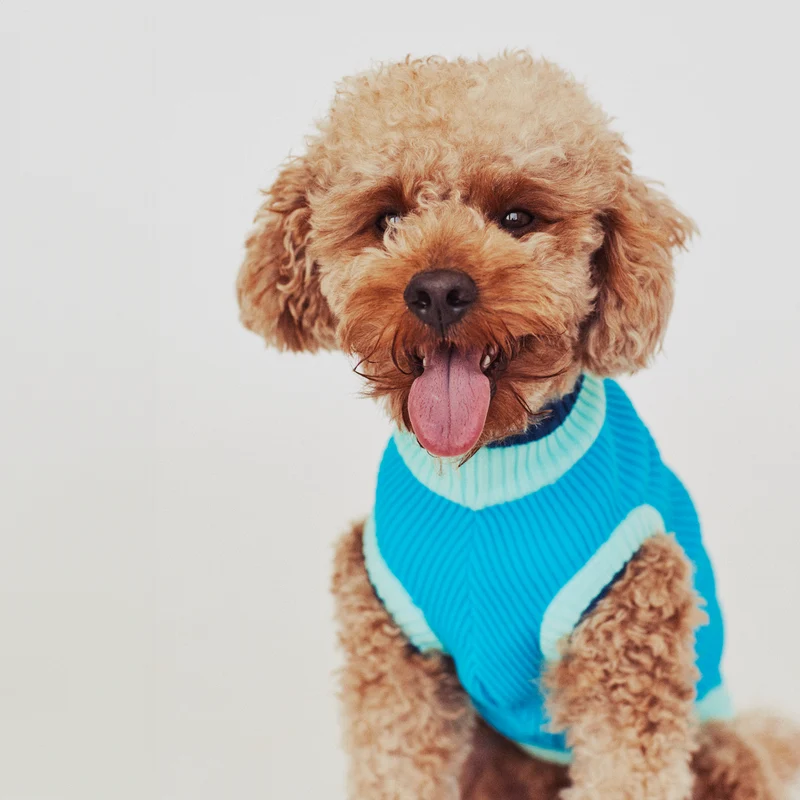THE GLOW JUMPER von LUMIIES® 1.0 - HOCHELASTISCHER NEON HUNDEPULLOVER