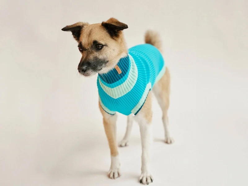 THE GLOW JUMPER von LUMIIES® 2.0 - HOCHELASTISCHER NEON HUNDEPULLOVER
