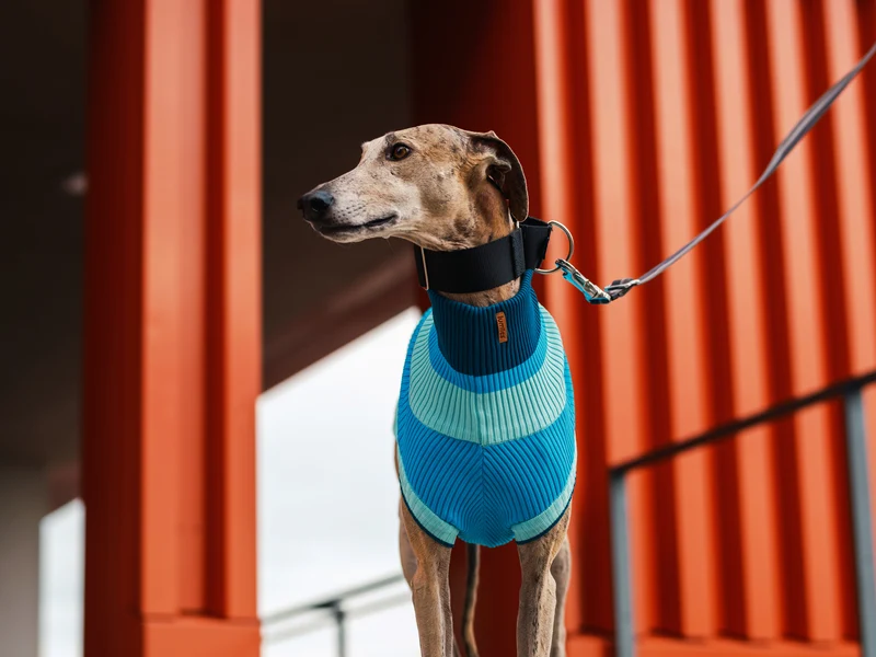THE GLOW JUMPER von LUMIIES® 1.0 - HOCHELASTISCHER NEON HUNDEPULLOVER