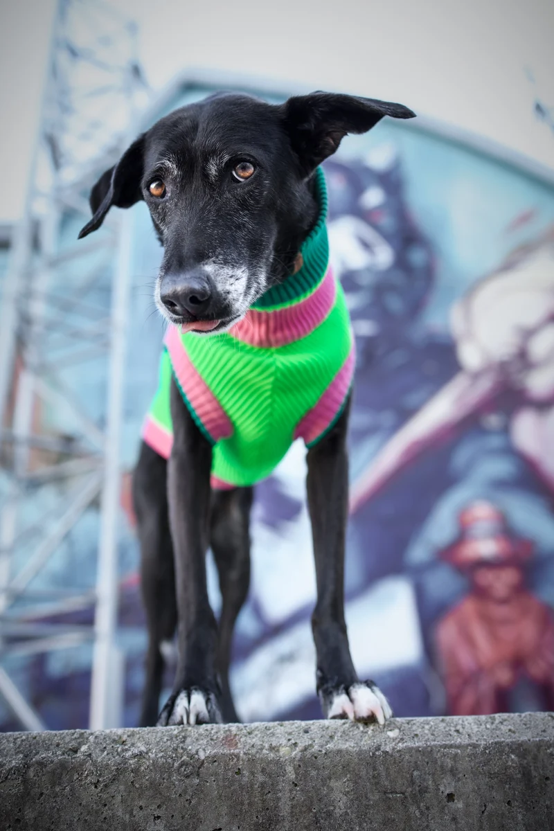 THE GLOW JUMPER von LUMIIES® 1.0 - HOCHELASTISCHER NEON HUNDEPULLOVER