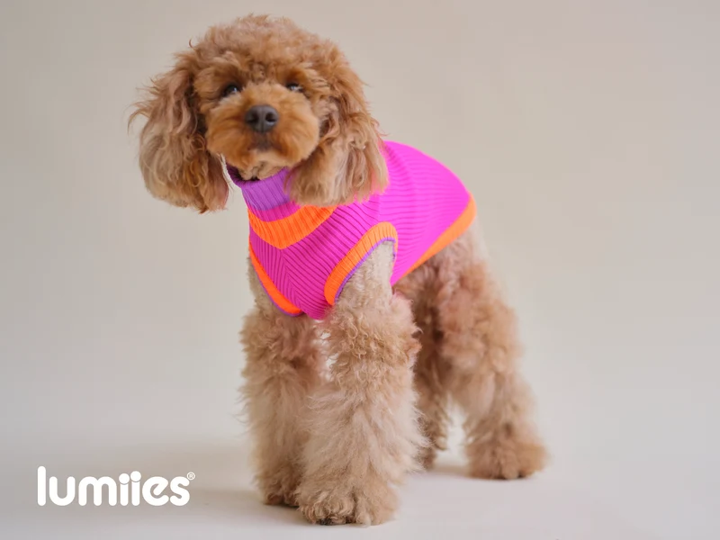 THE GLOW JUMPER von LUMIIES® 1.0 - HOCHELASTISCHER NEON HUNDEPULLOVER