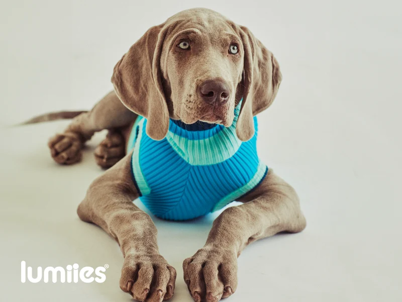 THE GLOW JUMPER von LUMIIES® 1.0 - HOCHELASTISCHER NEON HUNDEPULLOVER