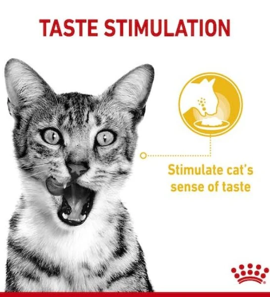 Royal Canin Feline Health Nutrition Sensory Taste Chunks In Gravy Cat Wet Food