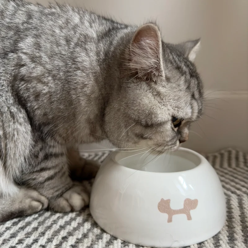 Katzennapf Keramikschale PAPPY Weiß
