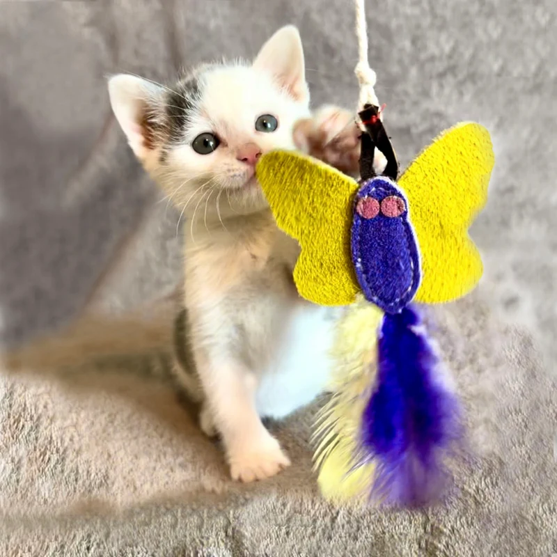 Katzenangel SCHMETTERLING