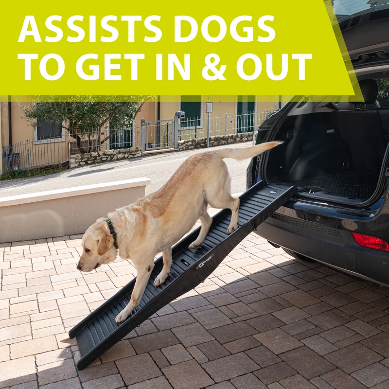 DOG RAMP