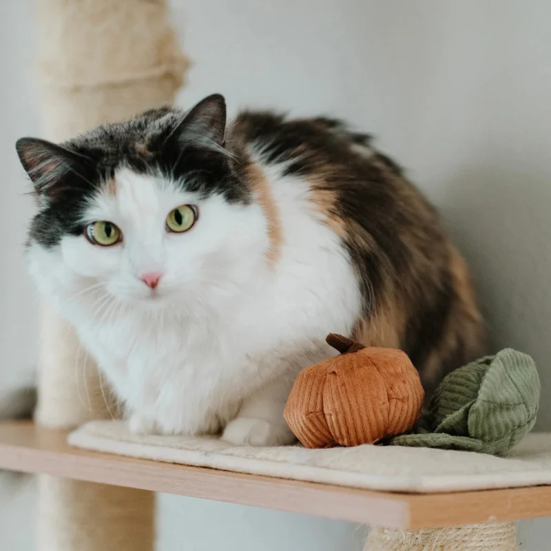 Katzenspielzeug KITTY VEGGIE Set Kürbis + Kohl