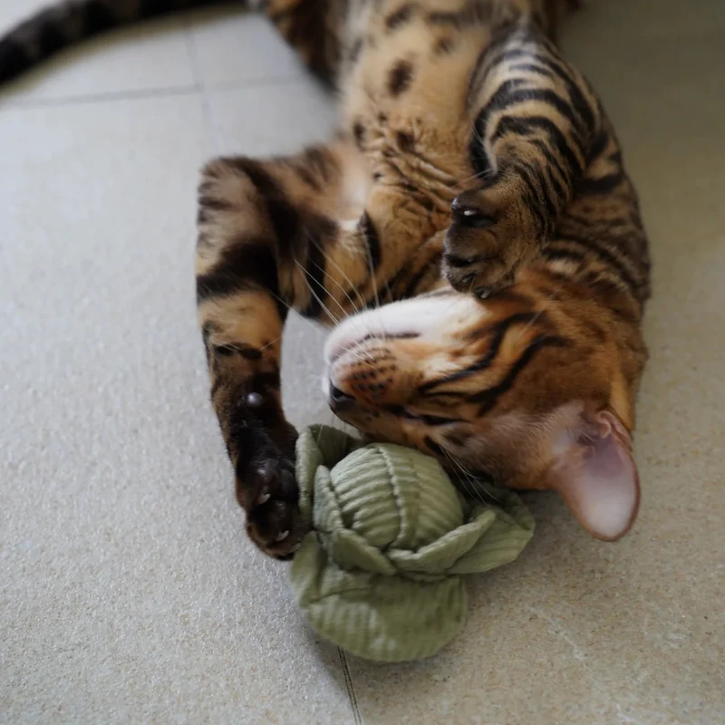 Katzenspielzeug KITTY VEGGIE Set Kürbis + Kohl
