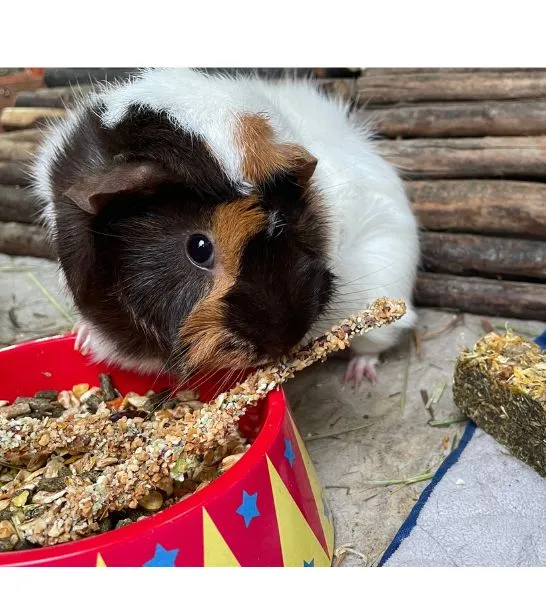 Little One Snack Yummy Branches with Petals and Grasses 35G