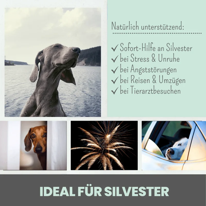 Premium Hanfsamenöl Tropfen für Hunde
