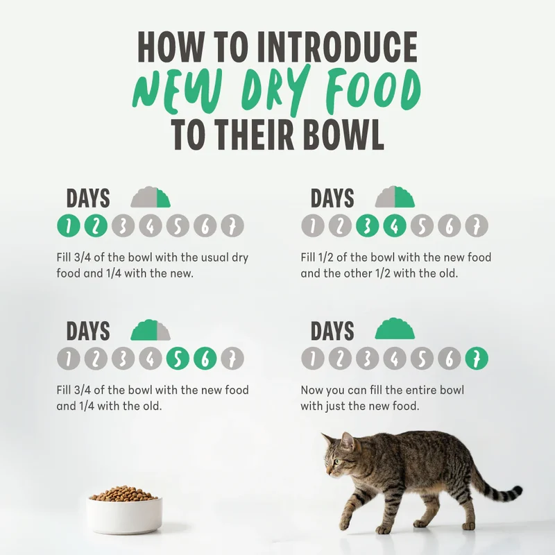 Schesir Monoprotein Formula Adult Dry Cat Food Maintenance With Chicken