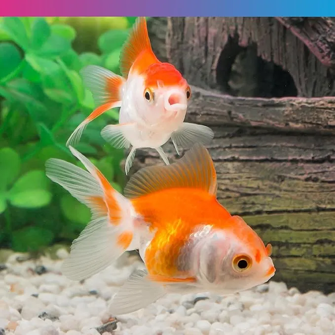 NT Labs Prof Fancy Goldfish Food 1.7kg