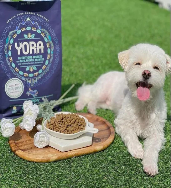 Yora Pet Foods Superfood Insect Protein Small Breed Adult Dry Dog Food