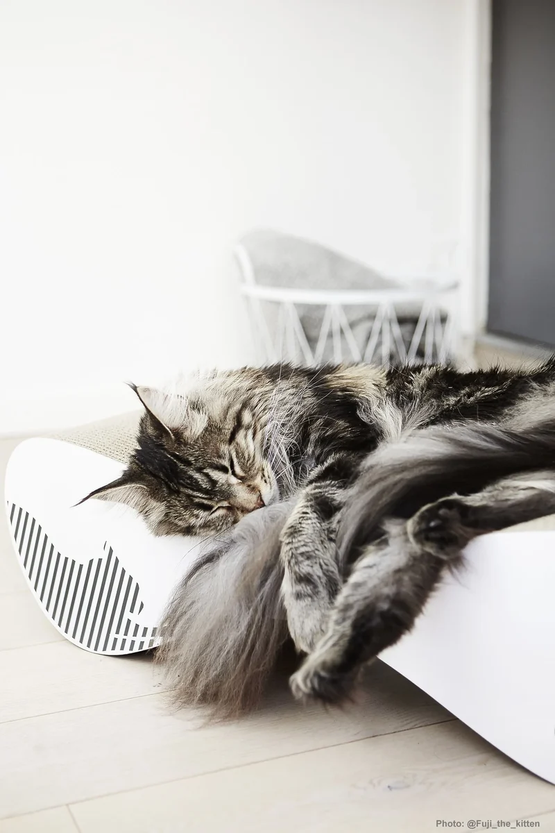 myKotty LUI Kratzliege aus Wellpappe für Katzen