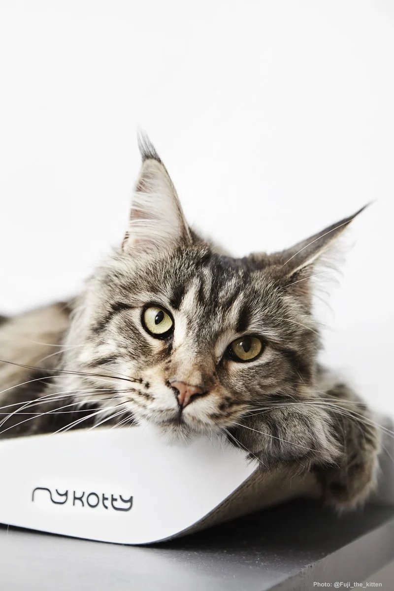myKotty TOBI Kratzliege aus Wellpappe für Katzen