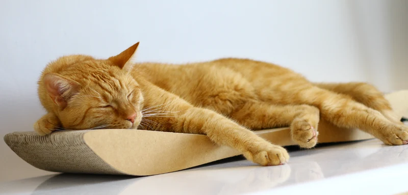 myKotty TOBI Kratzliege aus Wellpappe für Katzen