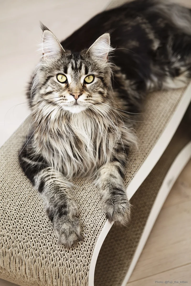 myKotty LUI Design-Kratzliege aus Wellpappe für Katzen