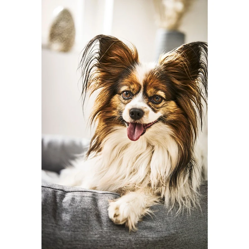 Laboni Hundebett - SMOOTH