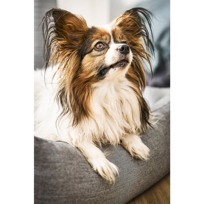 Laboni Hundebett - SMOOTH