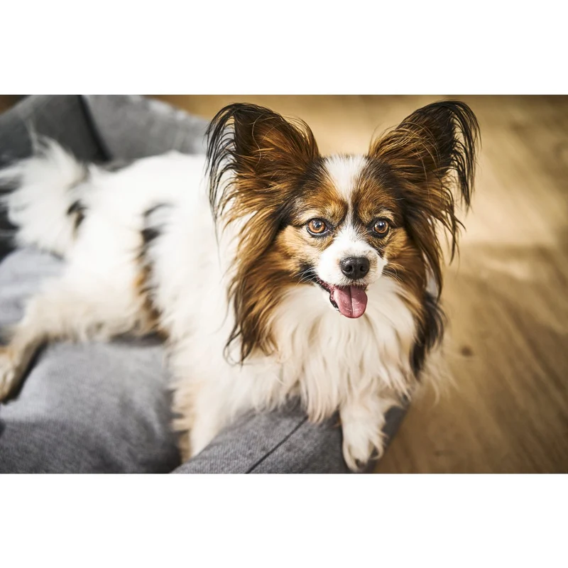 Laboni Hundebett - SMOOTH